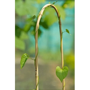  Извит бамбуков кол за цветя arc bamboo