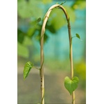  Извит бамбуков кол за цветя arc bamboo