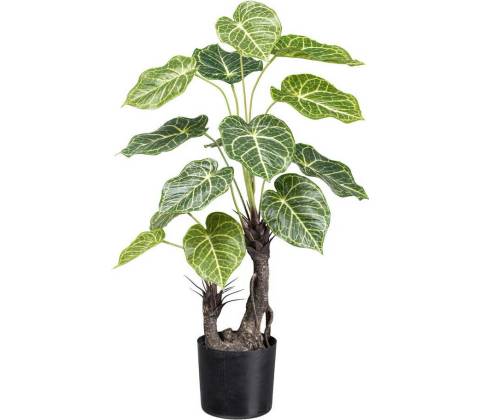 Nephtytis 2 kmene, 70cm
