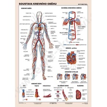 Soustava krevního oběhu - tabulka A4