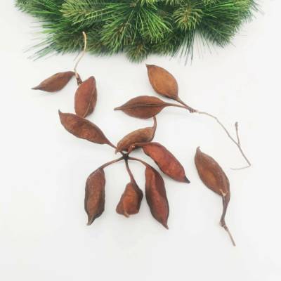 Brachiton - natural 500g - SU0820