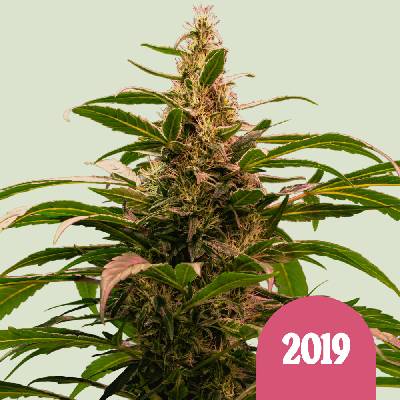 Royal Queen Seeds The 2019 semena neobsahují THC 3 ks