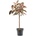 Ficus elastica belize stem 30x140 cm