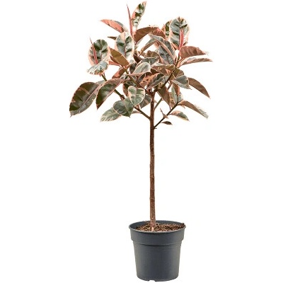Ficus elastica belize stem 30x140 cm