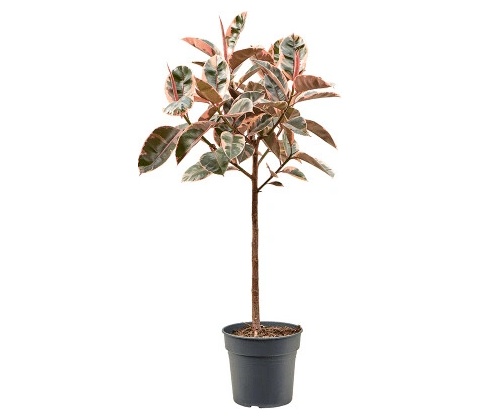 Ficus elastica belize stem 30x140 cm