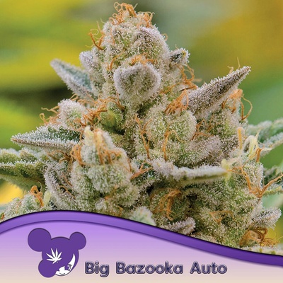 Anesia Seeds Big Bazooka AUTO semena neobsahují THC 10 ks