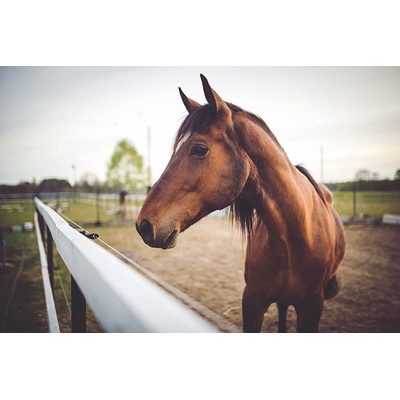 Obraz na plátne - Horse