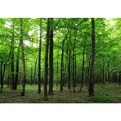 AG Design FTS-1324 Papírová fototapeta Forest rozměry 360 x 254 cm