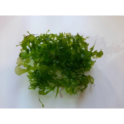 Monoselenium tennerum - Pelia moss – Zbozi.Blesk.cz