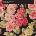 Mark Lanegan - Blues Funeral (2 LP) (652637320213)