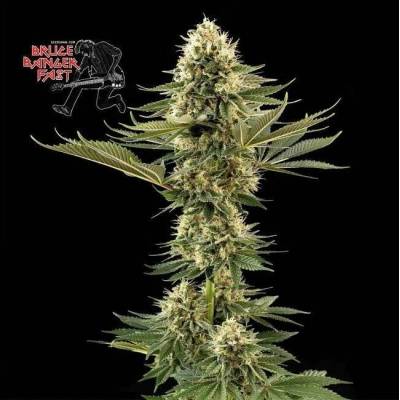 Seedsman Bruce Banger FAST semena neobsahují THC 3 ks