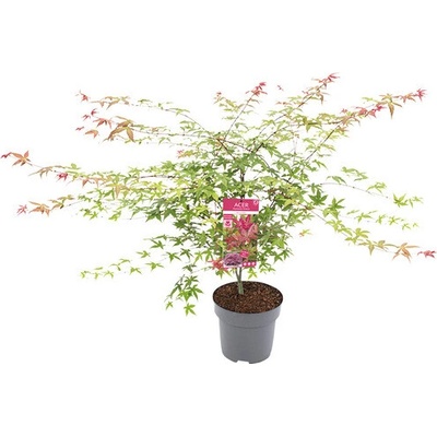 Javor dlanitolistý Acer palmatum 'Beni Maiko' výška 80-100 květináč 10 l