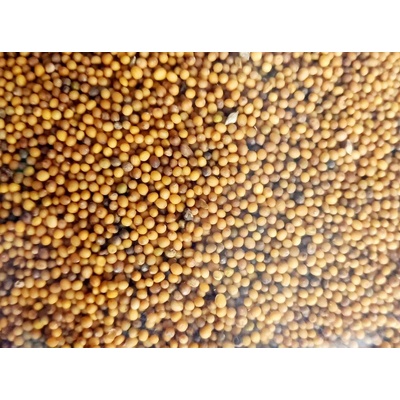 Biela horčica, semená 1000 g