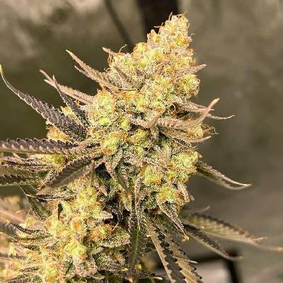 Growers Choice Cherry Zoap AUTO semena neobsahují THC 5 ks