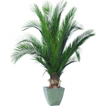 Phoenix palm tree 100 cm