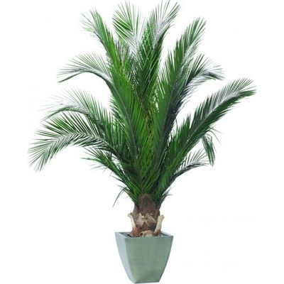 Phoenix palm tree 100 cm