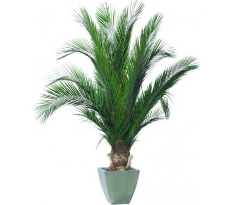 Phoenix palm tree 150 cm