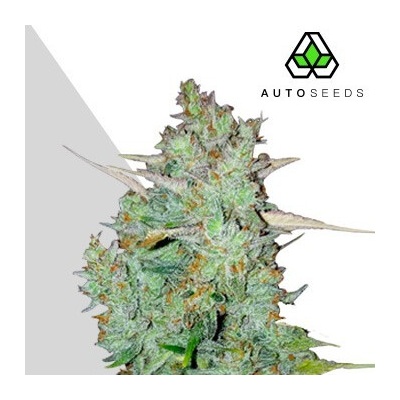 Auto Seeds Northern Lights Auto semienka neobsahujú THC 5 ks