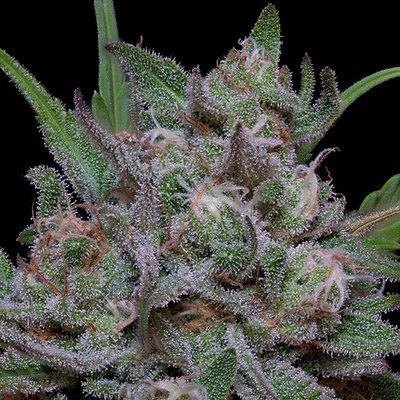 Big Head Seeds Trippy Sherbert Punch Auto semienka neobsahujú THC 5 ks