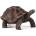 Mojo Animal Planet Гигантска костенурка (387259)