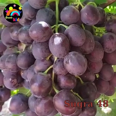 Vinič Sugra 48 bezsemenný