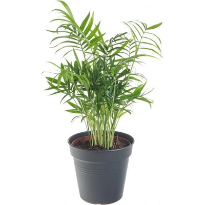 Palma horská, Chamaedorea elegans, průměr květináče 12 cm