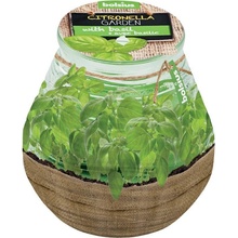 Bolsius Citronella Bazalka 90 x 94 mm