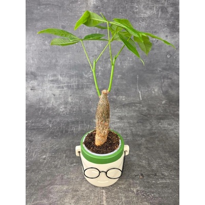Pachira Aquatica, strom štěstí 9 cm