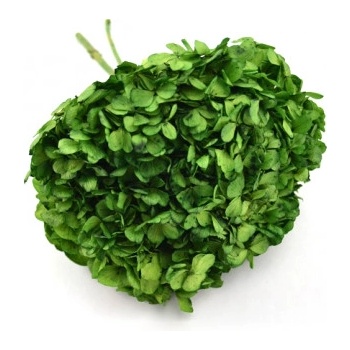 Hortenzie standard (Hortensias)