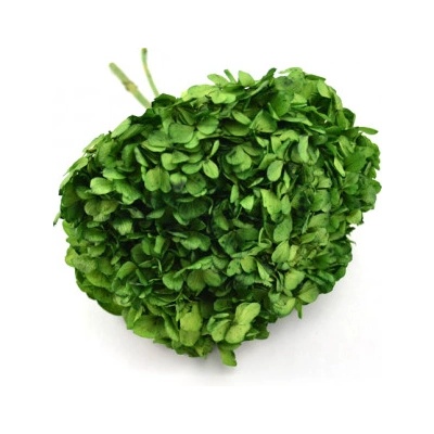 Hortenzie standard (Hortensias)