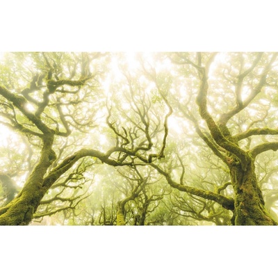 Komar Vliesová fototapeta Green Fire rozměry 400 x 250 cm