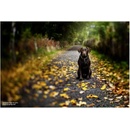 Lensbaby Composer Pro II Edge 50 Optic Nikon F-mount