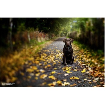 Lensbaby Composer Pro II Edge 50 Optic Nikon F-mount