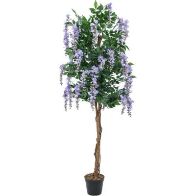 Vistárie fialová, 150 cm
