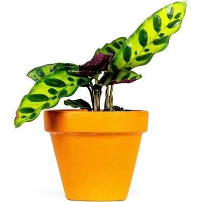 Gardners Calathea Lancifolia (Insignis), průměr 6-7 cm Kalatea