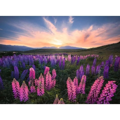 Ravensburger Lupiny 500 dielov