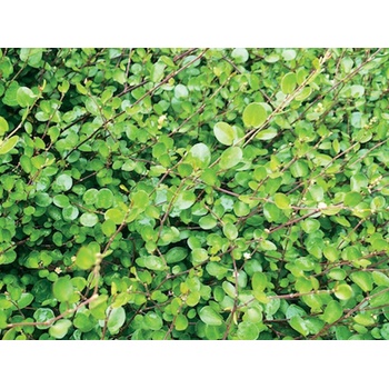Muhlenbeckia Small Leaf