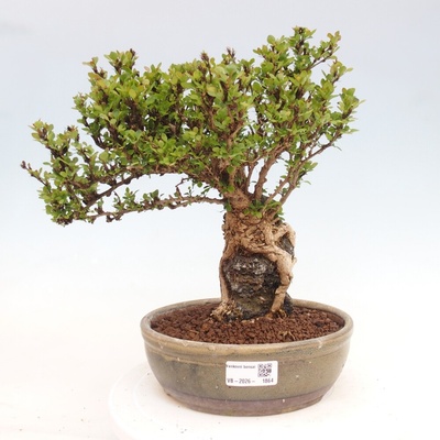 e-bonsai Venkovní bonsai - Berberis coreana - Dřištál korejský