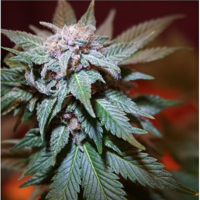 BSBs Cali Connection Train Wreck semienka neobsahujú THC 1 ks