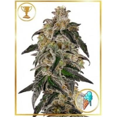 Mr. Hide Seeds Mr. Gelato Ice semienka neobsahujú THC 1 ks