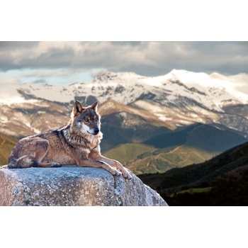 DIMEX ART s. r. o Флизелинов фототапет иберийски вълк 375 x 250 см