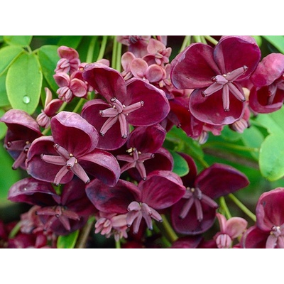 Akébia päťpočetná - Akebia quinata 150-180 cm, kont. 3 l