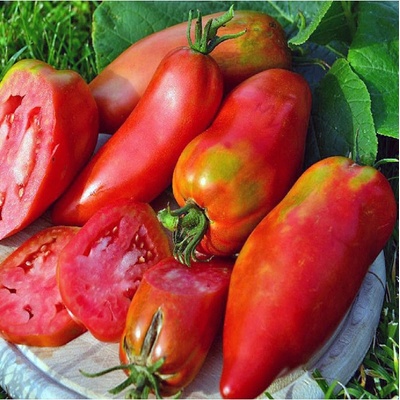 Paradajka Andenhorn - Solanum lycopersicum - semená paradajky - 10 ks