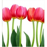 DIMEX ART Флизелинов фототапет лала 225 x 250 см