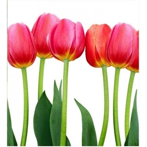 DIMEX ART Флизелинов фототапет лала 225 x 250 см