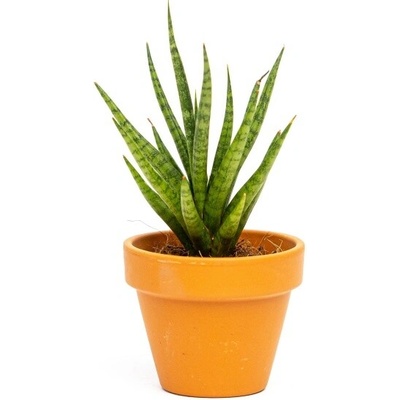 Gardners Sansevieria francisii, průměr 6 cm Sanseveria, Tchýnin jazyk, Tenura
