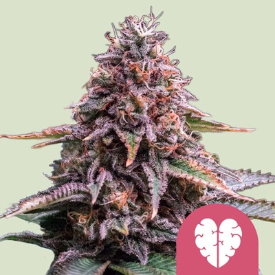 Royal Queen Seeds Pink Mist semienka neobsahujú THC 10 ks