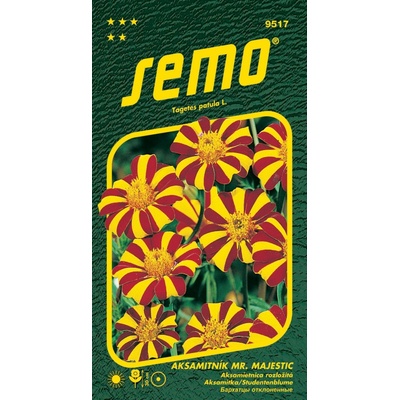 Semo Aksamitník rozkladitý - Mr.Majestic 50s