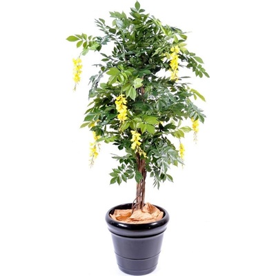 WISTERIA MULTI TREE YELLOW, 110cm