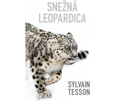 Snežná leopardica